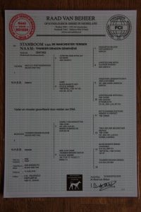 Stamboom Nyssa