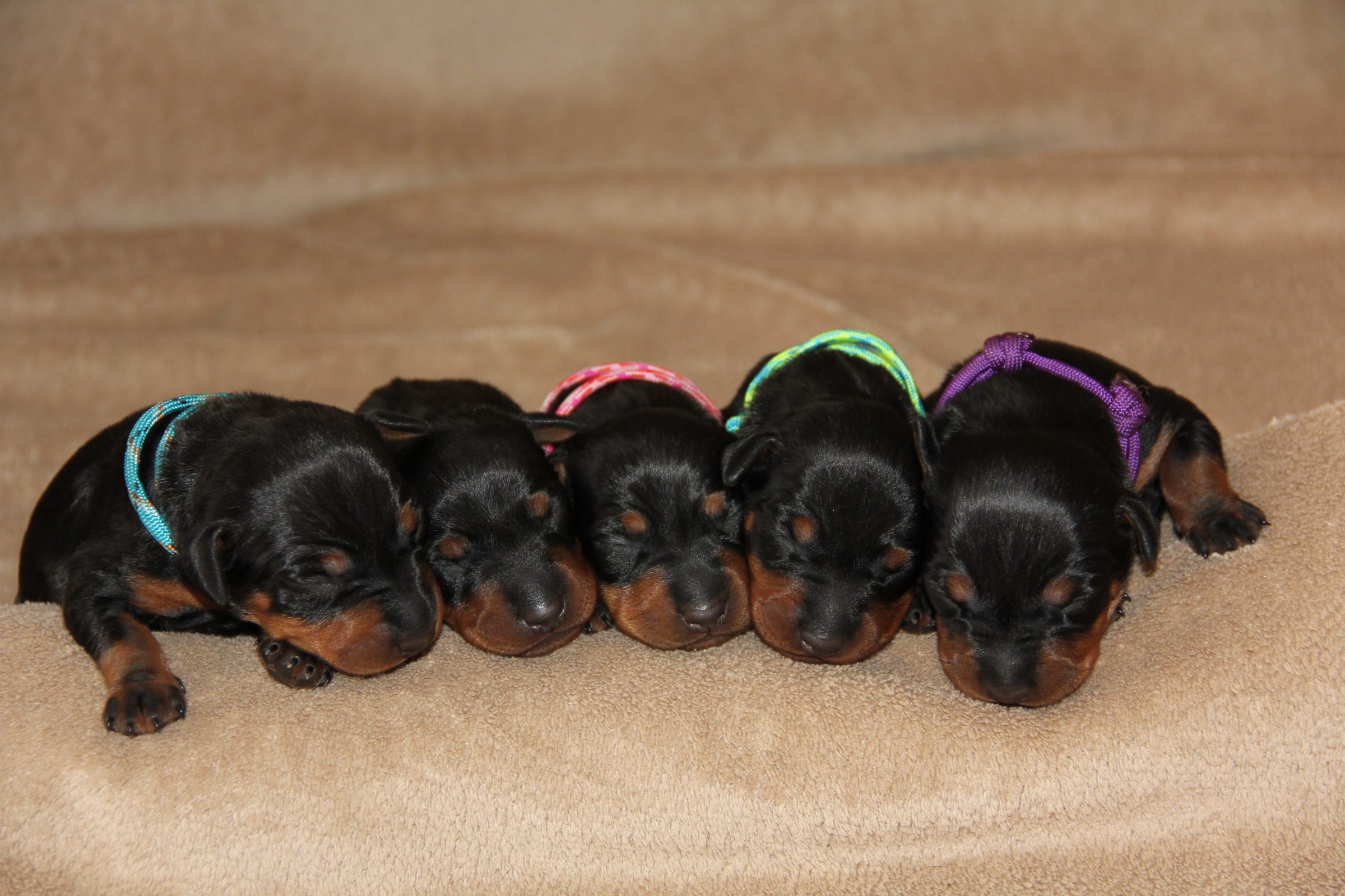 Pups Manchester Terrier Thunderdragon